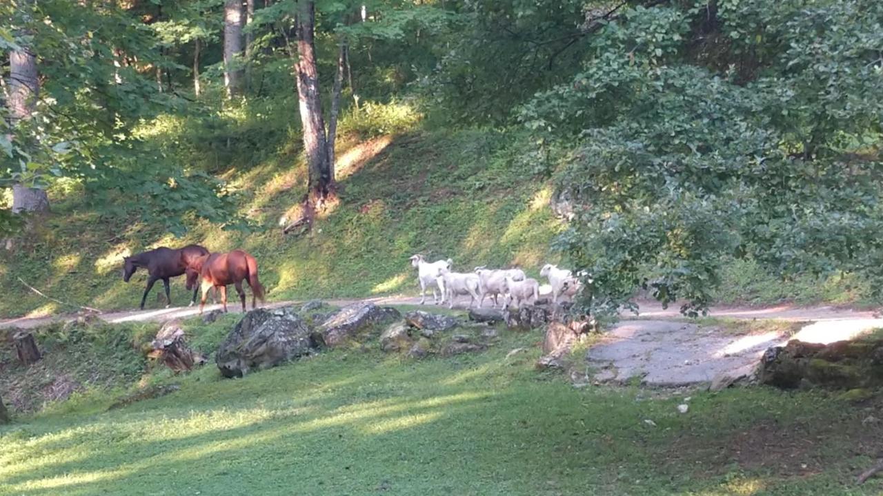Arrowmont Stables & Cabins Cullowhee المظهر الخارجي الصورة