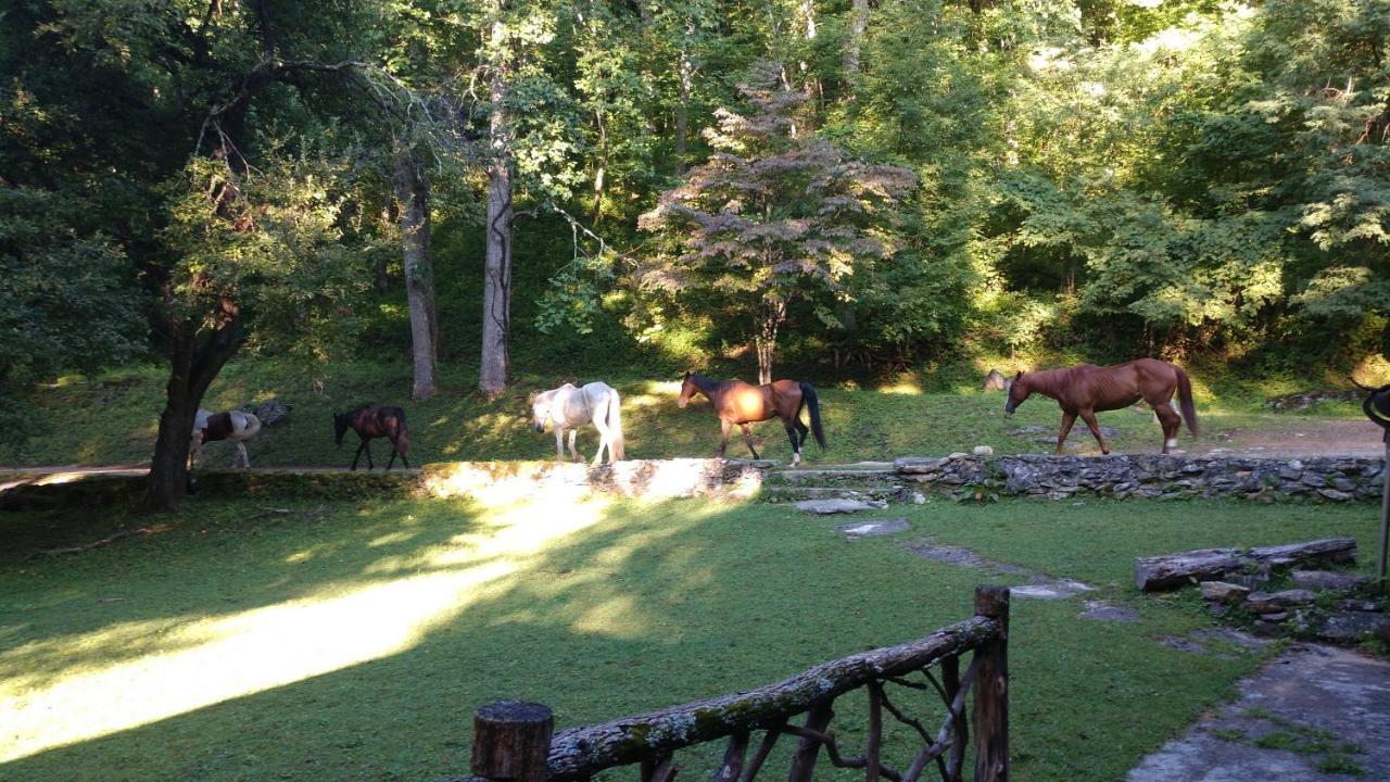 Arrowmont Stables & Cabins Cullowhee المظهر الخارجي الصورة